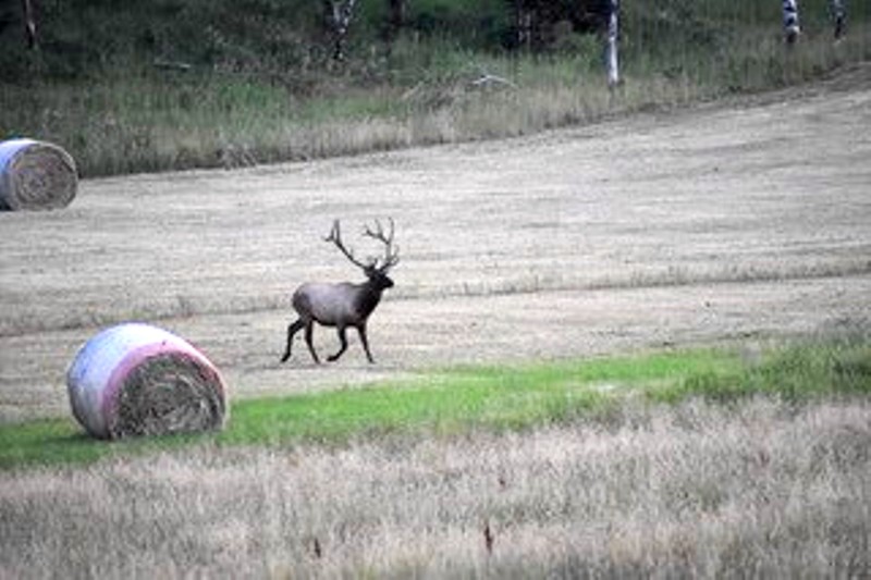 Eastern Montana Bull Elk