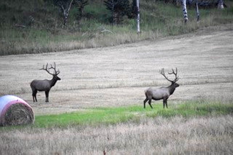 Two Montana Bull Elk
