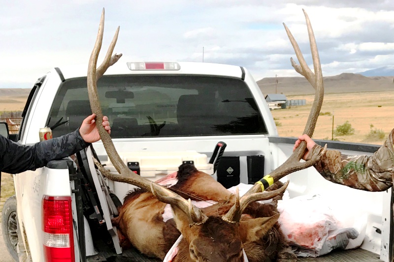 Successful Montana Elk Hunt