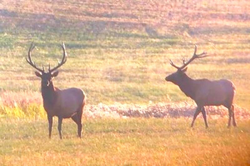 Two Young Bull Elk