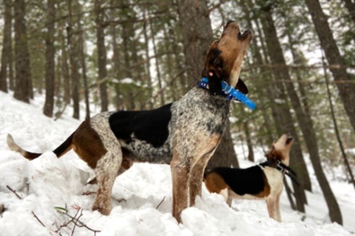 Hunting Hounds