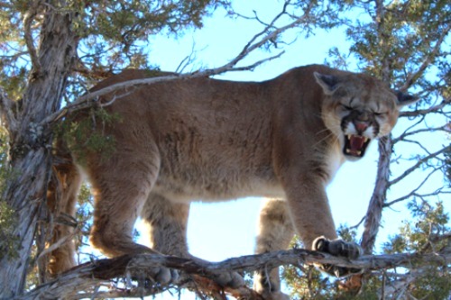 Idaho Mountain Lion In Tree
