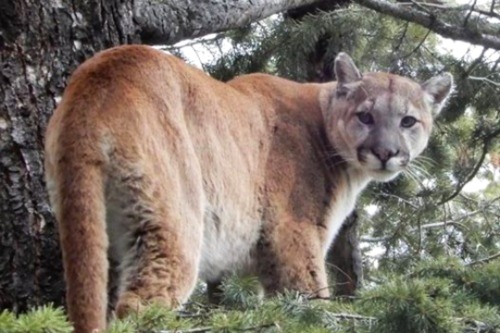 Cougar Looking From Tree