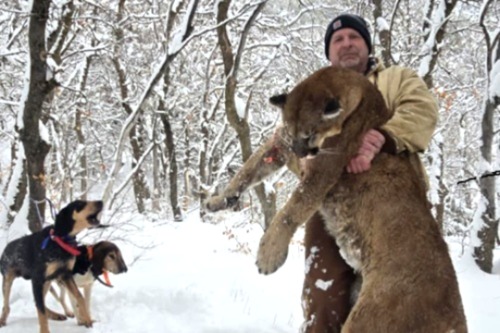 Hounds Barking At Hunter Holding Mt Lion