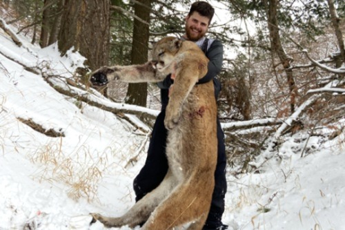 Idaho Mt Lion (Cougar) Hunts
