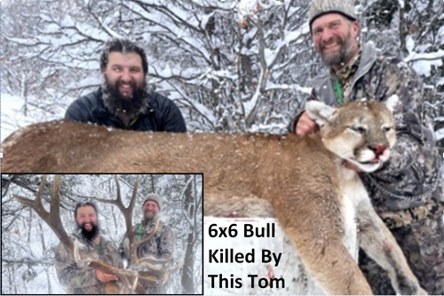 Cougar On Top Of Dog Box