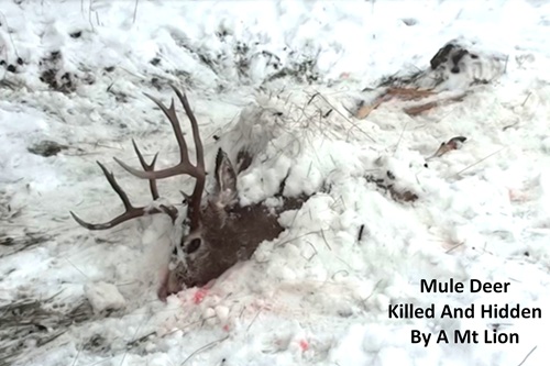 Deer Killed By Mountain Lion