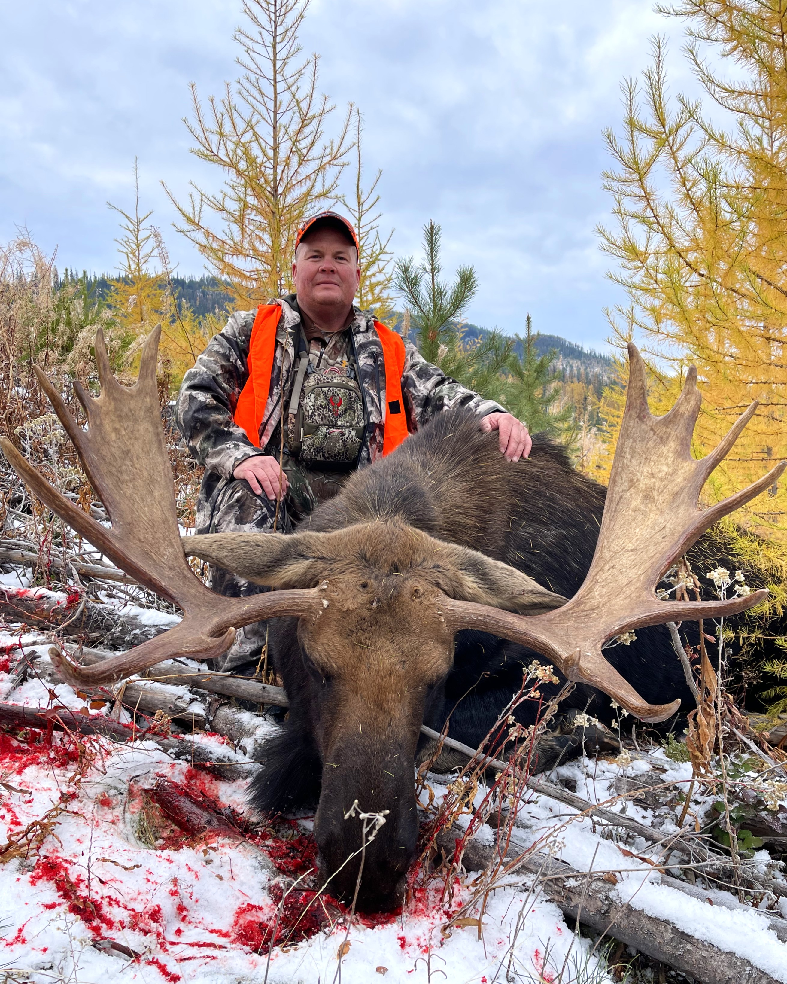 Washington Shiras Bull Moose
