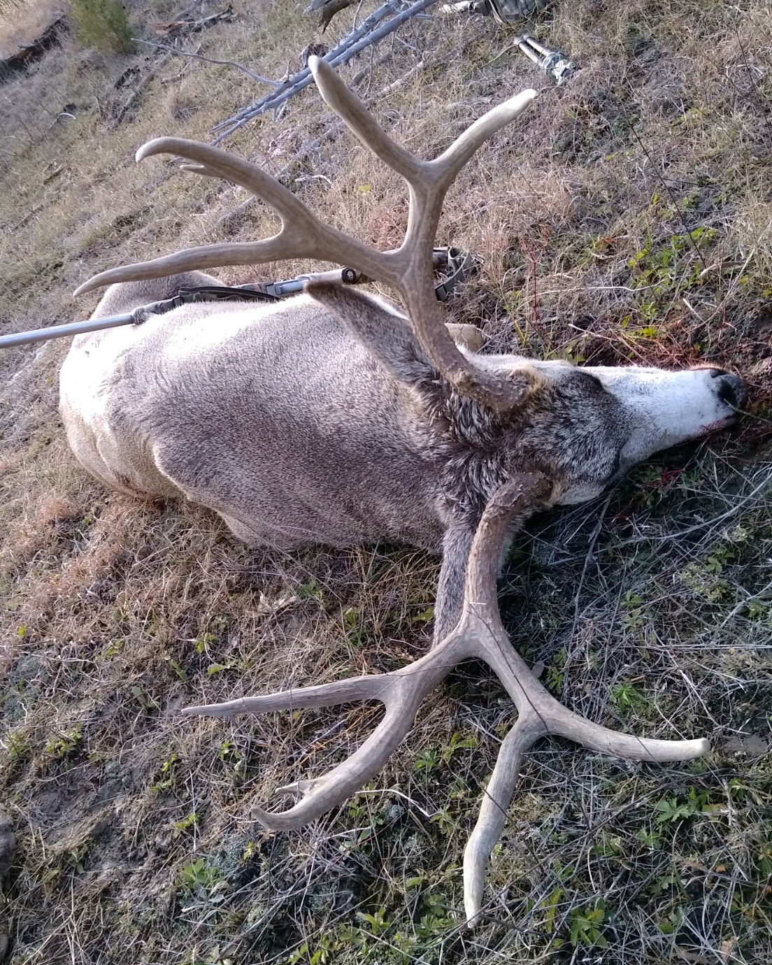 Spot And Stalk Montana Mule Deer Hunting