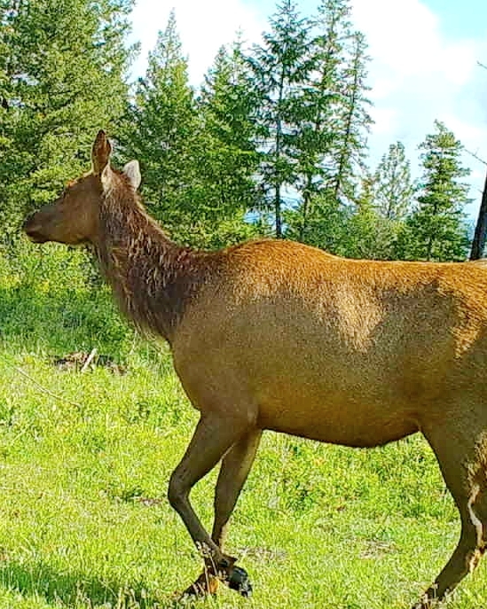Washington Elk Hunting Methods