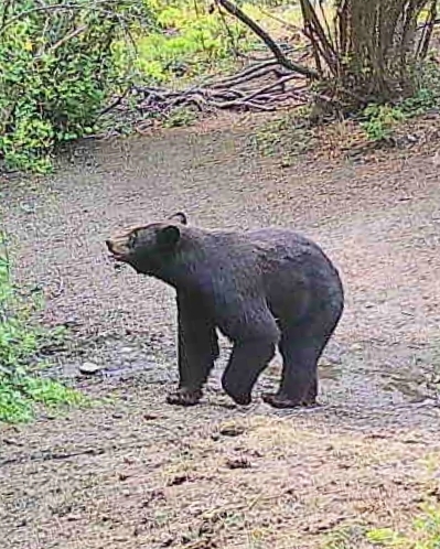 Washington Elk Deer Bear Combo Hunt