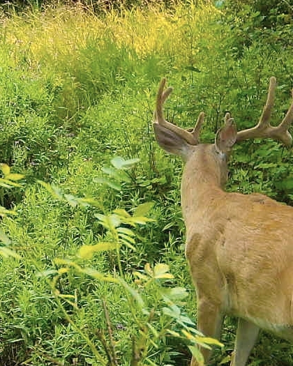 Washington Elk Lodging