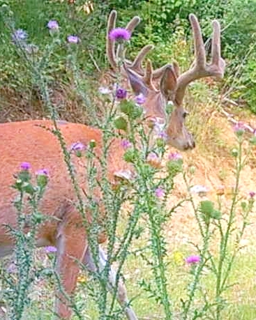 Washington Elk Seasons