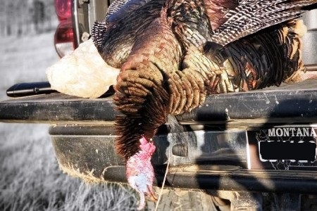 Turkey Hunting Techniques Can Be Suited To Your Ability