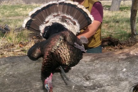 2-Day Montana Turkey Hunts