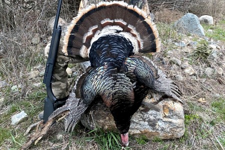3-Day Montana Merriam's Turkey Hunts