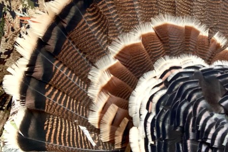 Montana Merriam's Turkey Hunt