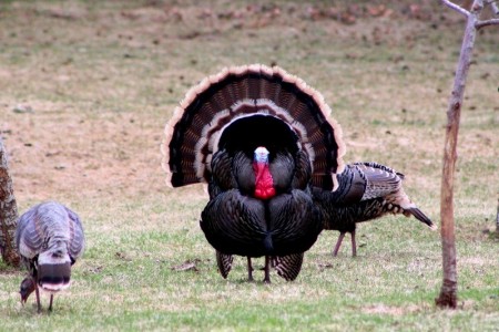 Turkey Hunting Licenses Are Available Over The Counter