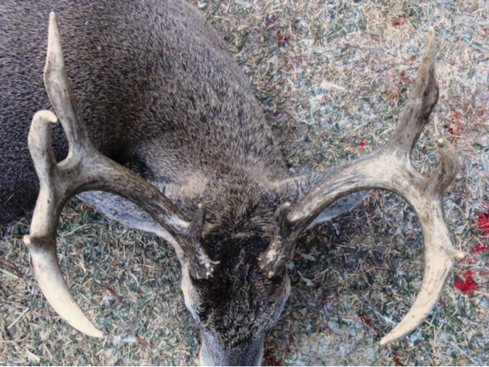 Hank's Whitetail Buck