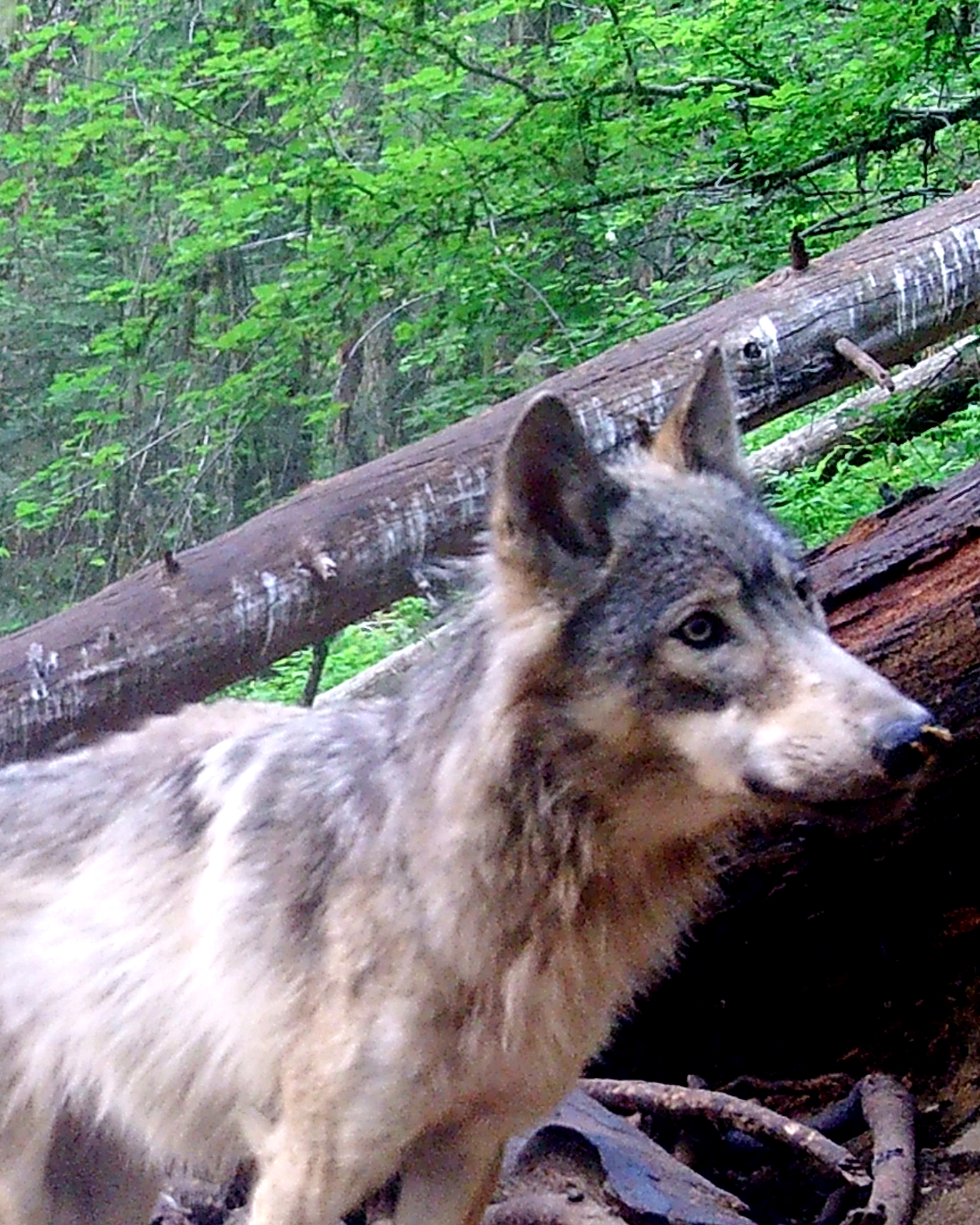 Predator Hunting Wolf At Bait