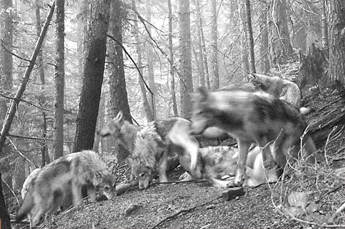 Idaho Wolf Pack At Bait